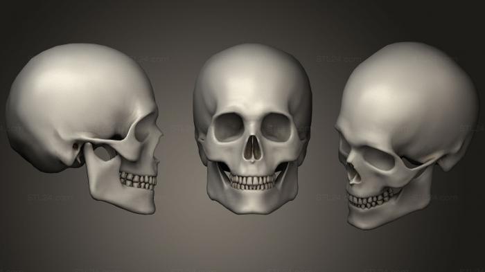 Anatomy of skeletons and skulls (p01 Skull, ANTM_0930) 3D models for cnc